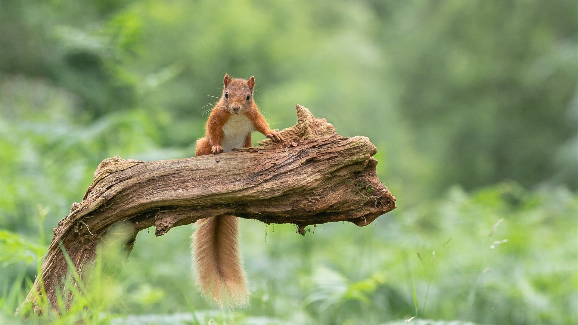 史上最令人感动的NBA公益故事合集,nba励志公益广告